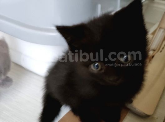 Scottish Fold Ve British Shorthair  Yavrulari görsel