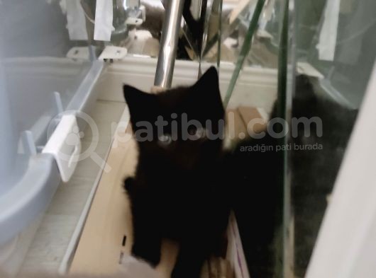 Scottish Fold Ve British Shorthair  Yavrulari görsel