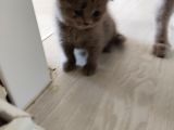 Scottish Fold Ve British Shorthair  Yavrulari