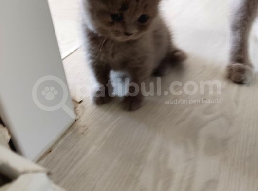 Scottish Fold Ve British Shorthair  Yavrulari görsel