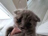 Scottish Fold Ve British Shorthair  Yavrulari