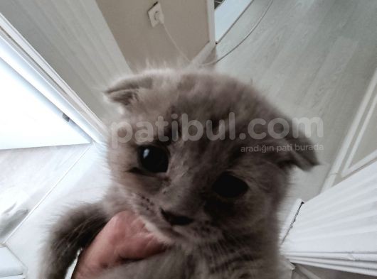 Scottish Fold Ve British Shorthair  Yavrulari görsel