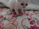 Scottish Fold ve British Shorthair  yavrulari
