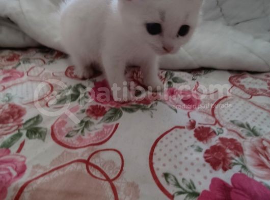 Scottish Fold Ve British Shorthair  Yavrulari