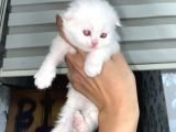Scottish Fold Dişi Yavrular