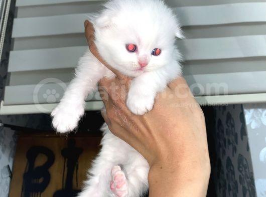 Scottish Fold Dişi Yavrular görsel