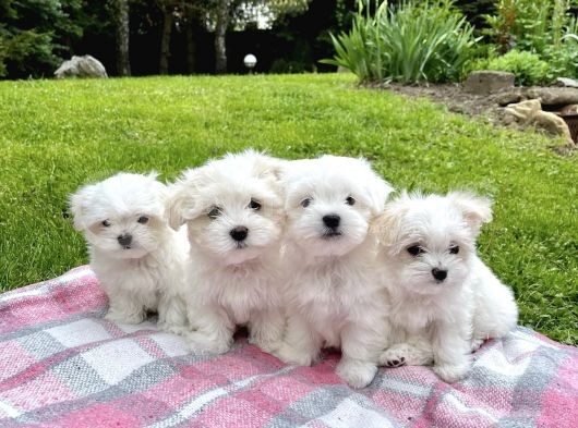 Mini Boy Maltese Sevimli Yavrular görsel