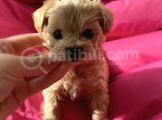 Maltipoo Dizayn Irk Sevimli Mini Boy Yavrular görsel
