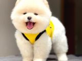 Pomeranian Teddy Face Erkek Yavrumuz