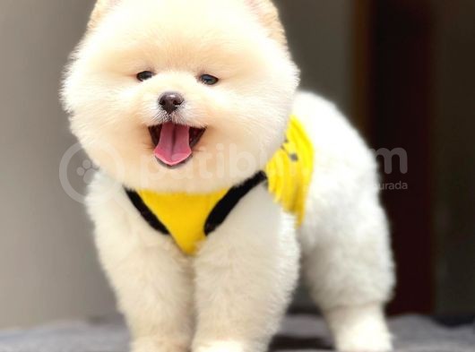 Pomeranian Teddy Face Erkek Yavrumuz görsel