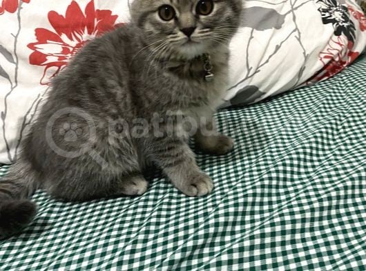 British Shorthair görsel