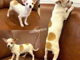 Sevimli Chihuahua Erkek Yavrumuz