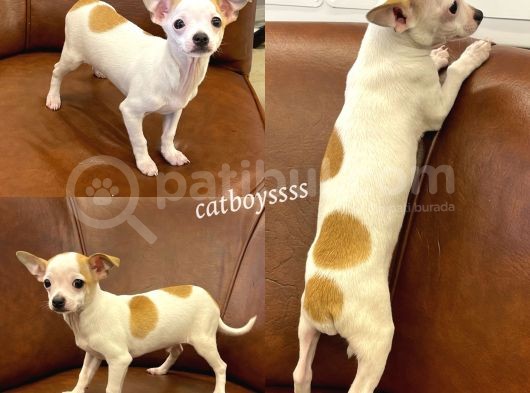 Sevimli Chihuahua Erkek Yavrumuz