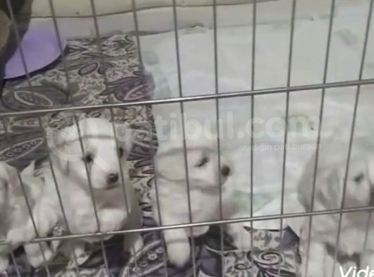 Pamuklarımız Yeni Ailelerini Bekliyor
