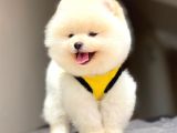 Pomeranian Teddy Face Erkek Yavrumuz