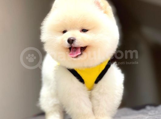 Pomeranian Teddy Face Erkek Yavrumuz görsel