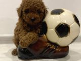 Kızıl Kahve Toy Poodle Yavrular