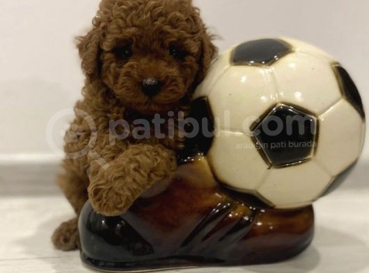 Kızıl Kahve Toy Poodle Yavrular