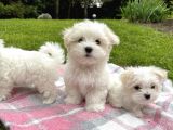 Mini Boy Maltese Sevimli Yavrular