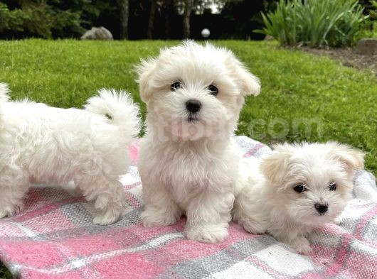 Mini Boy Maltese Sevimli Yavrular görsel