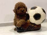 Kızıl Kahve Toy Poodle Yavrular