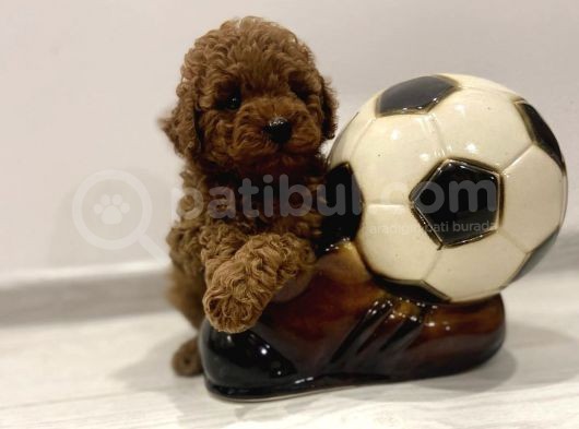Kızıl Kahve Toy Poodle Yavrular görsel