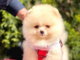 Teddy Face Pomeranian Bol Tüylü Yavrular