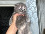 Scottish Fold Dişi Yavrular