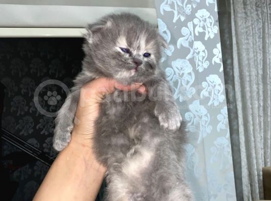 Scottish Fold Dişi Yavrular görsel