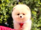 Teddy Face Pomeranian Bol Tüylü Yavrular