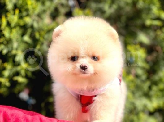 Teddy Face Pomeranian Bol Tüylü Yavrular