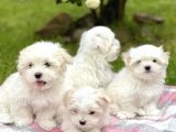 Mini Boy Maltese Sevimli Yavrular