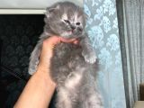 Scottish Fold Dişi Yavrular
