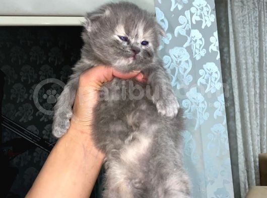 Scottish Fold Dişi Yavrular görsel