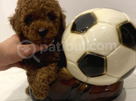 Kızıl Kahve Toy Poodle Yavrular görsel