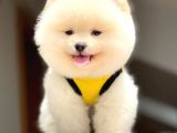 Pomeranian Teddy Face Erkek Yavrumuz