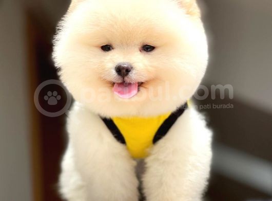 Pomeranian Teddy Face Erkek Yavrumuz