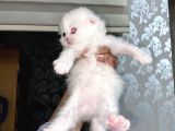 Scottish Fold Dişi Yavrular