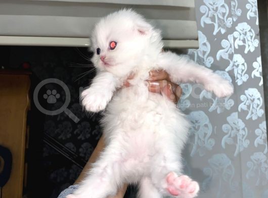 Scottish Fold Dişi Yavrular görsel