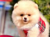 Teddy Face Pomeranian Bol Tüylü Yavrular