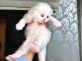 Scottish Fold Dişi Yavrular