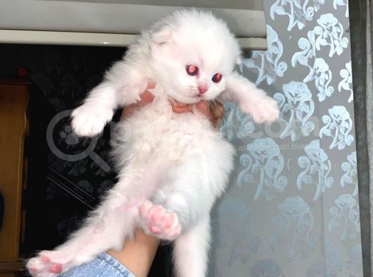 Scottish Fold Dişi Yavrular görsel