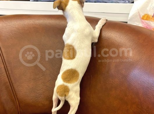 Sevimli Chihuahua Erkek Yavrumuz görsel