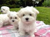 Mini Boy Maltese Sevimli Yavrular