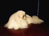 Mükemmel Sıfır Burun Pekines Bebekler