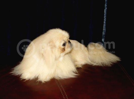 Mükemmel Sıfır Burun Pekines Bebekler görsel