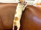Sevimli Chihuahua Erkek Yavrumuz