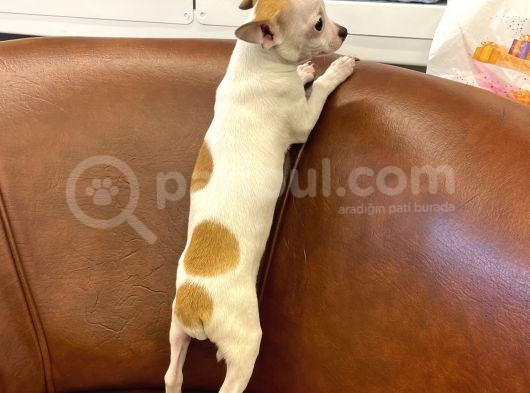 Sevimli Chihuahua Erkek Yavrumuz görsel