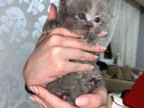 Scottish Fold Dişi Yavrular