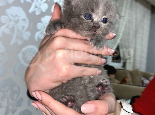 Scottish Fold Dişi Yavrular görsel